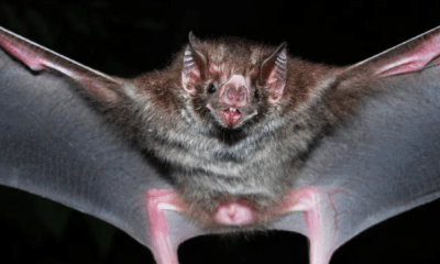 Morcegos-vampiros atacam cavalos, bois e galinhas no interior de SP