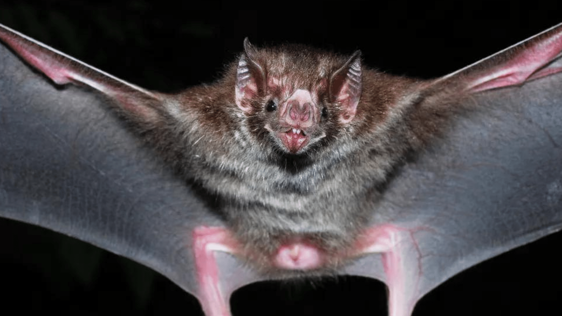 Morcegos-vampiros atacam cavalos, bois e galinhas no interior de SP