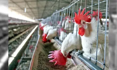 gripe aviaria no brasil 125227 800x450