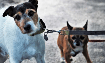 Secretaria de Meio Ambiente orienta sobre normas para passeio com cães em Santa Rosa