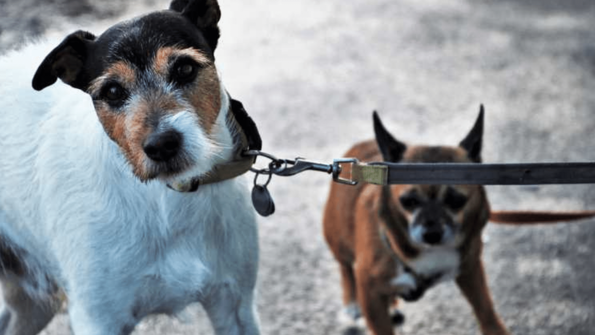 Secretaria de Meio Ambiente orienta sobre normas para passeio com cães em Santa Rosa