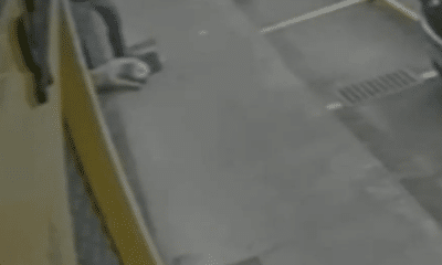 cachorro paraplégico é abandonado em frente a pet shop no rs e acaba morrendo (1)