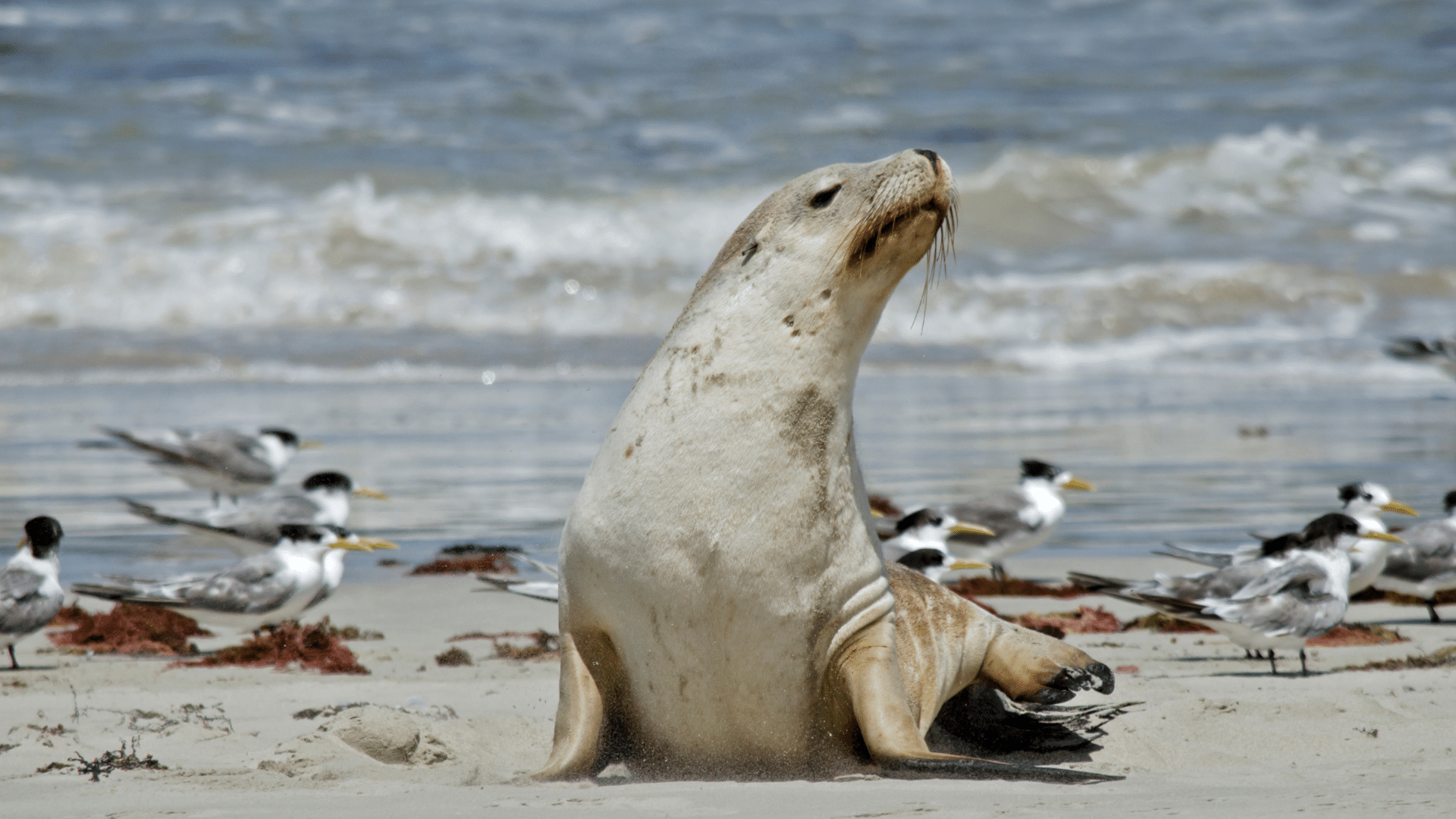 Suspeita do terceiro caso de gripe aviária em mamiferos marinhos no RS