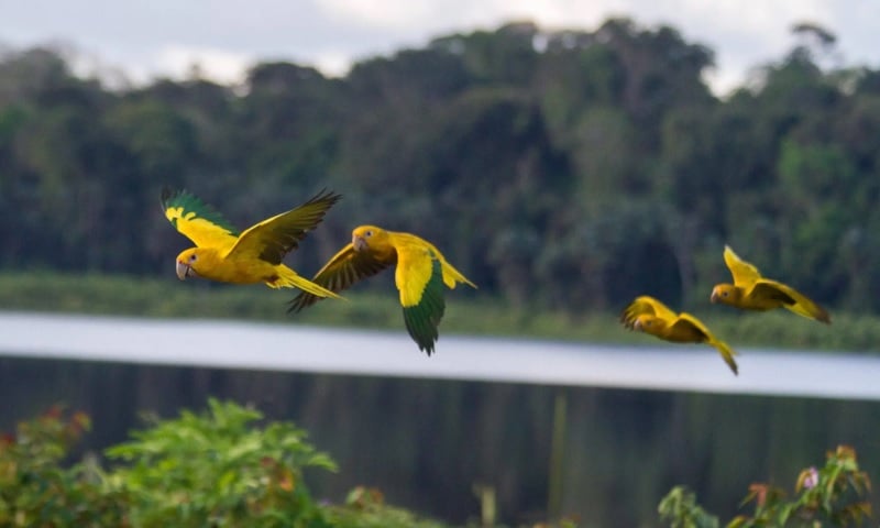 portal plural ararajuba