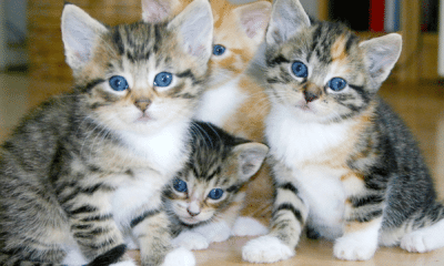 Mil gatos são resgatados na china antes de serem abatidos e vendidos como carne de porco e carneiro.