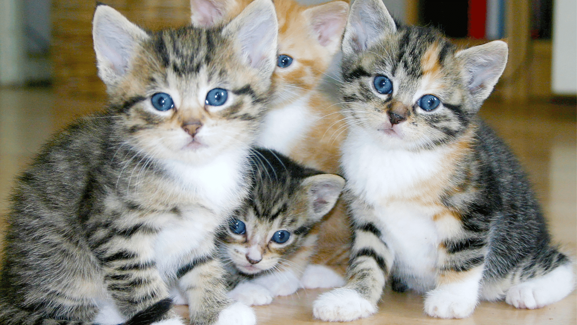 Mil gatos são resgatados na china antes de serem abatidos e vendidos como carne de porco e carneiro.