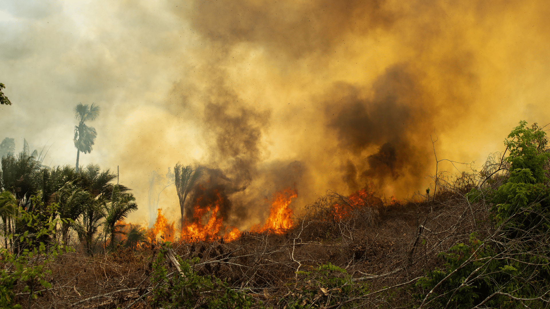 com recorde de queimadas e fumaça no amazonas, governo lula patina no combate à crise