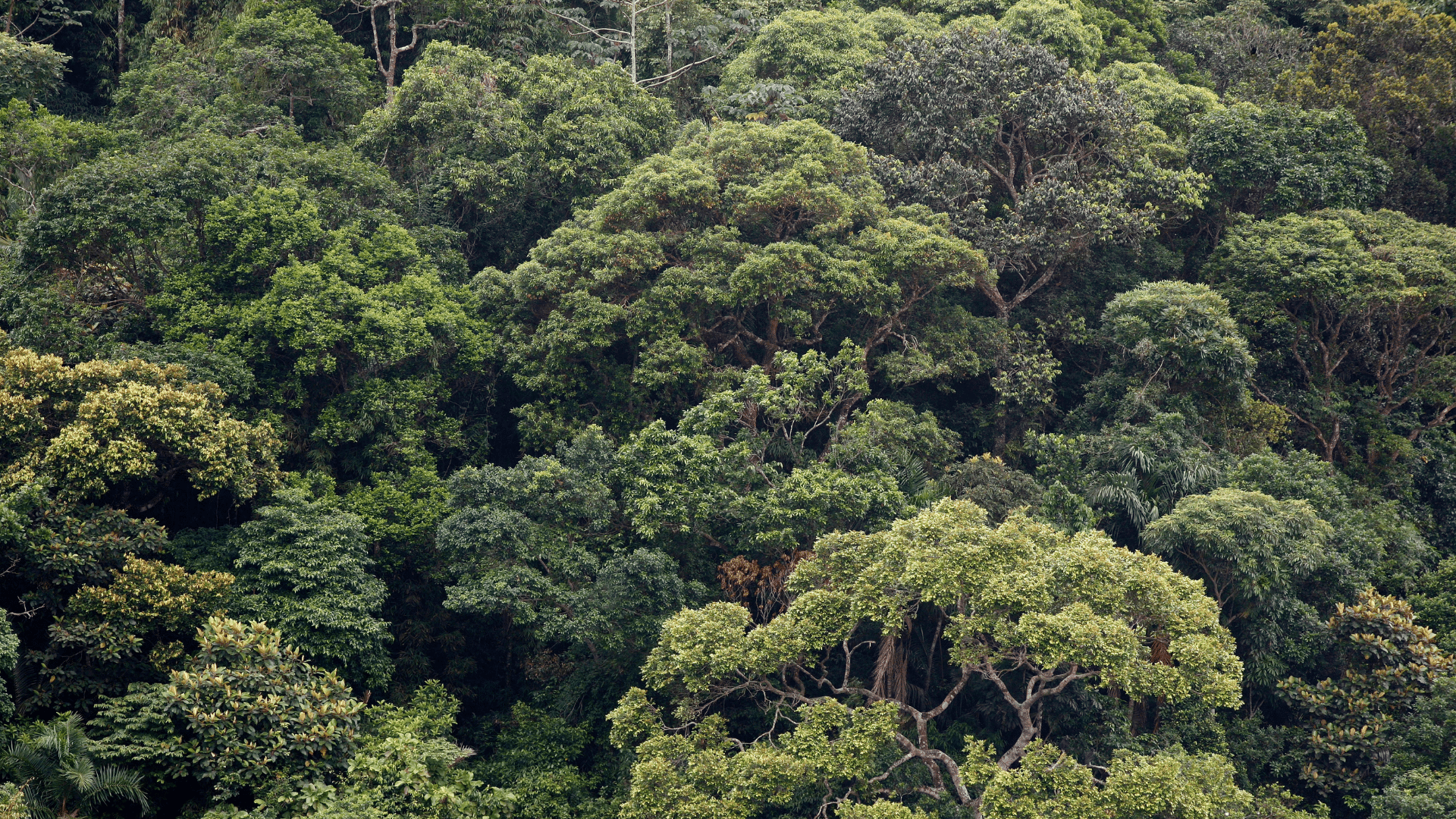 Boletim indica redução de 59% no desmatamento da Mata Atlântica nos primeiros oito meses de 2023
