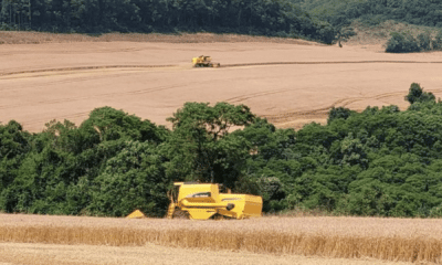 portal plural colheita