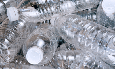 Fungos que devoram plástico: Uma Potencial Estratégia contra a Poluição