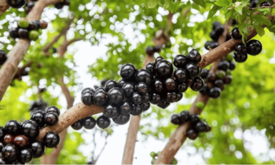 portal plural jabuticaba