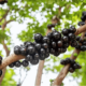 portal plural jabuticaba