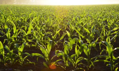 Plantio do milho no RS