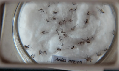 portal plural dengue