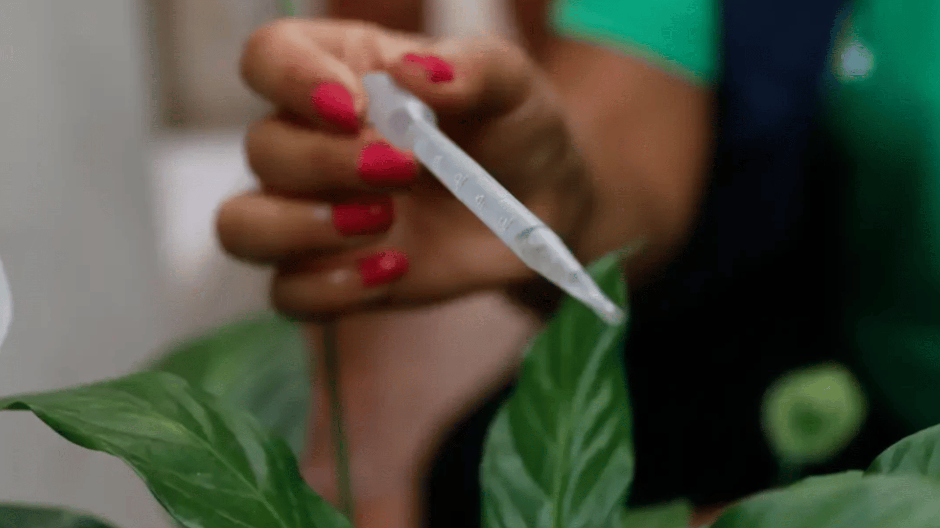 portal plural dengue