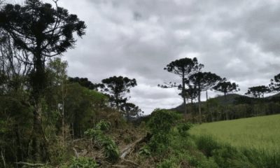 portal plural desmatamento