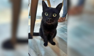 portal plural milu, 'gato vidente' que prevê números da mega da virada