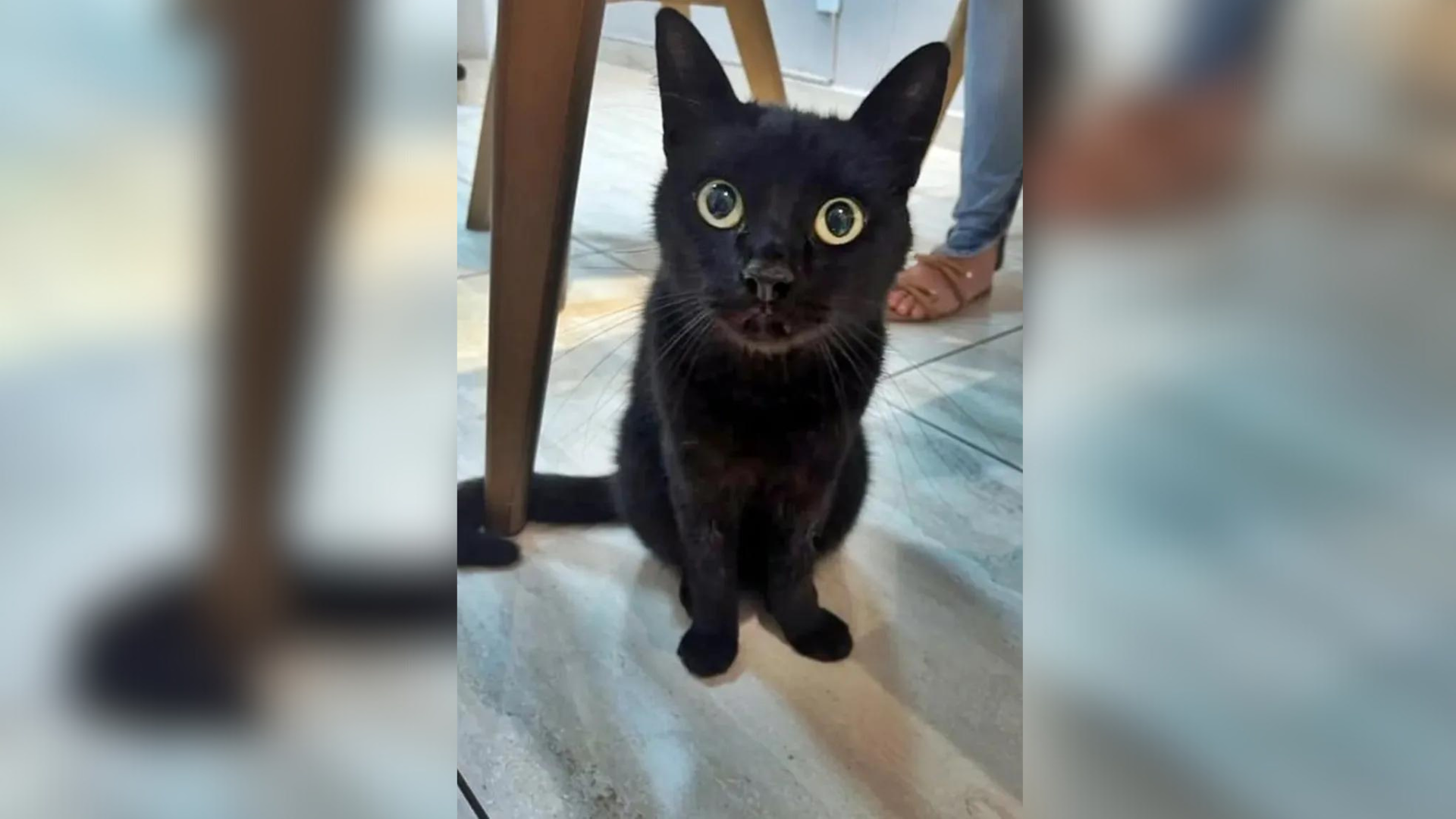 portal plural milu, 'gato vidente' que prevê números da mega da virada