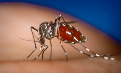 portal plural ministério da saúde inclui vacina contra dengue no sus