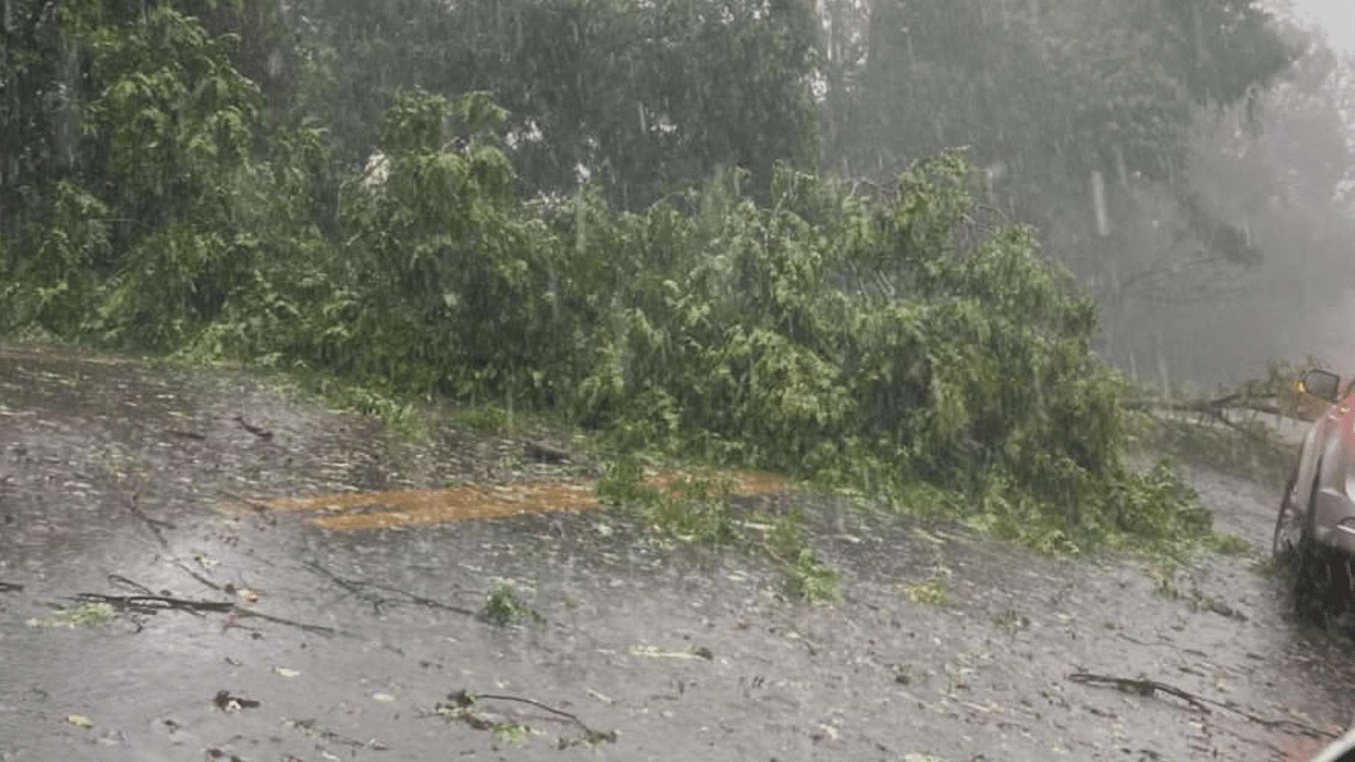 portal plural árvores caidas em santa rosa