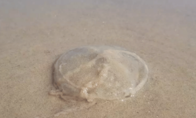 portal plural agua viva