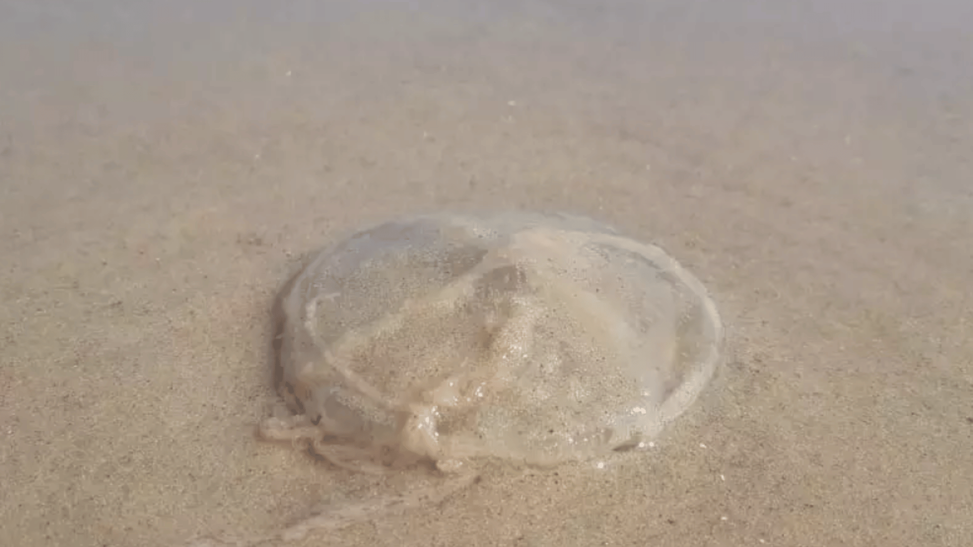 portal plural agua viva