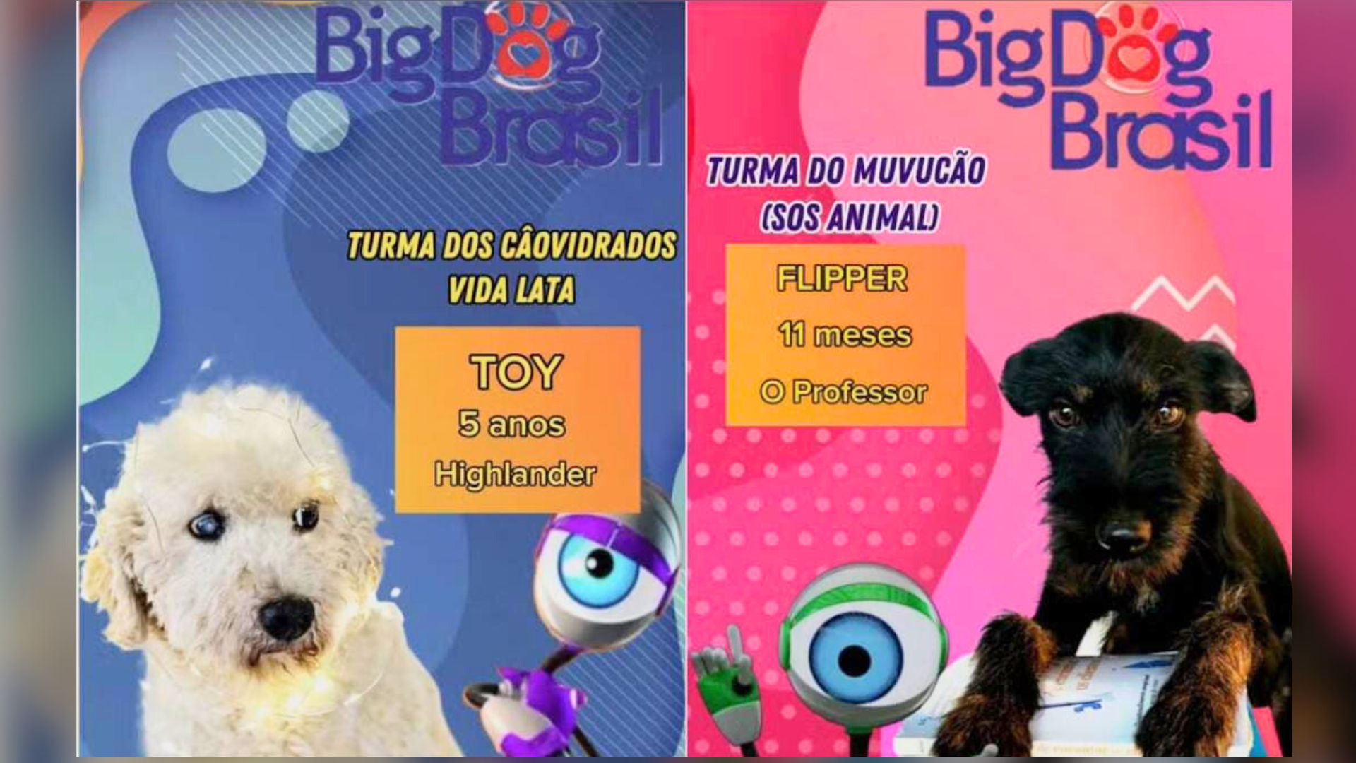 portal plural bm a noite (1)