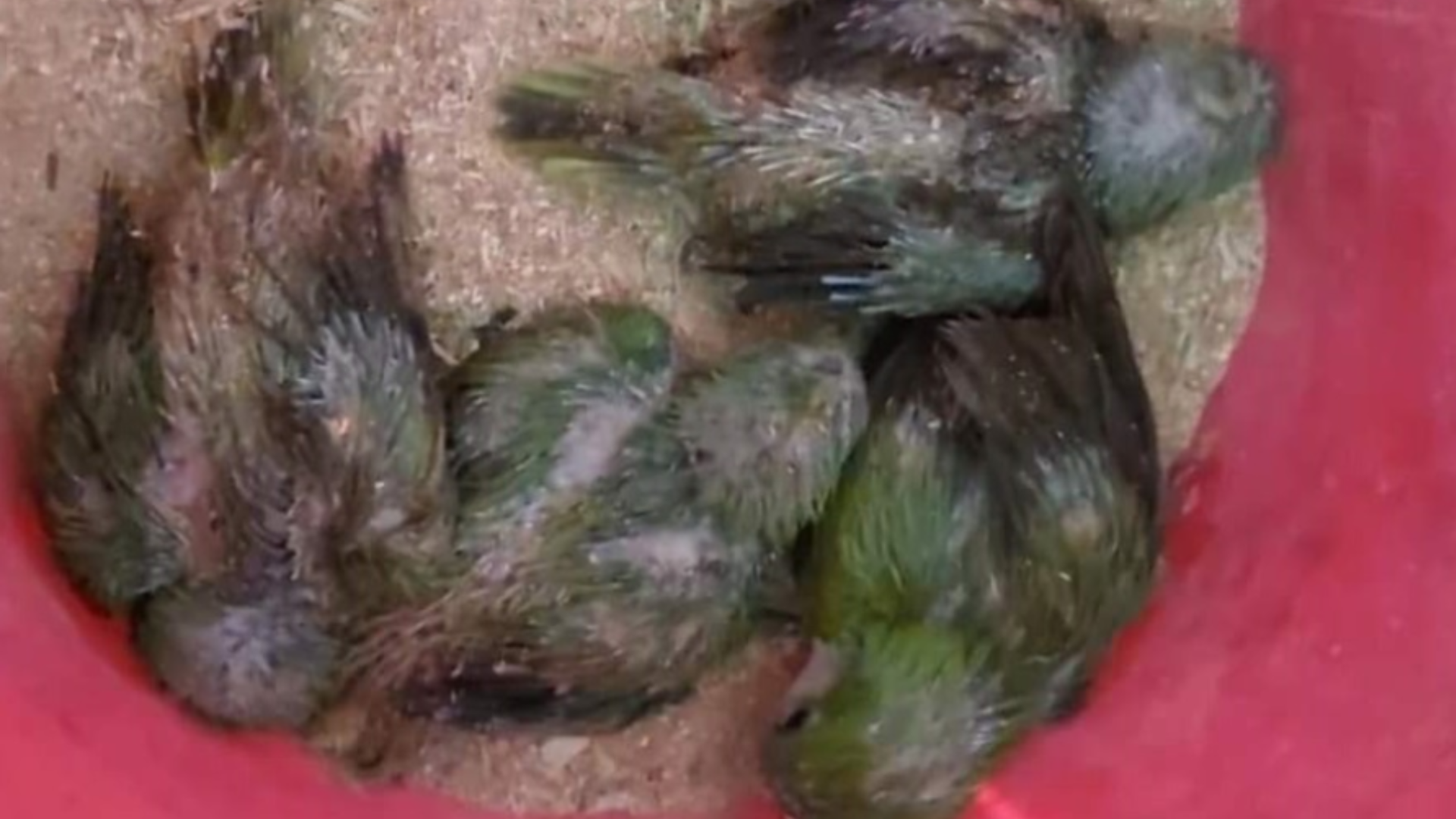 portal plural batalhão ambiental da bm resgata filhotes de pássaros silvestres em três passos