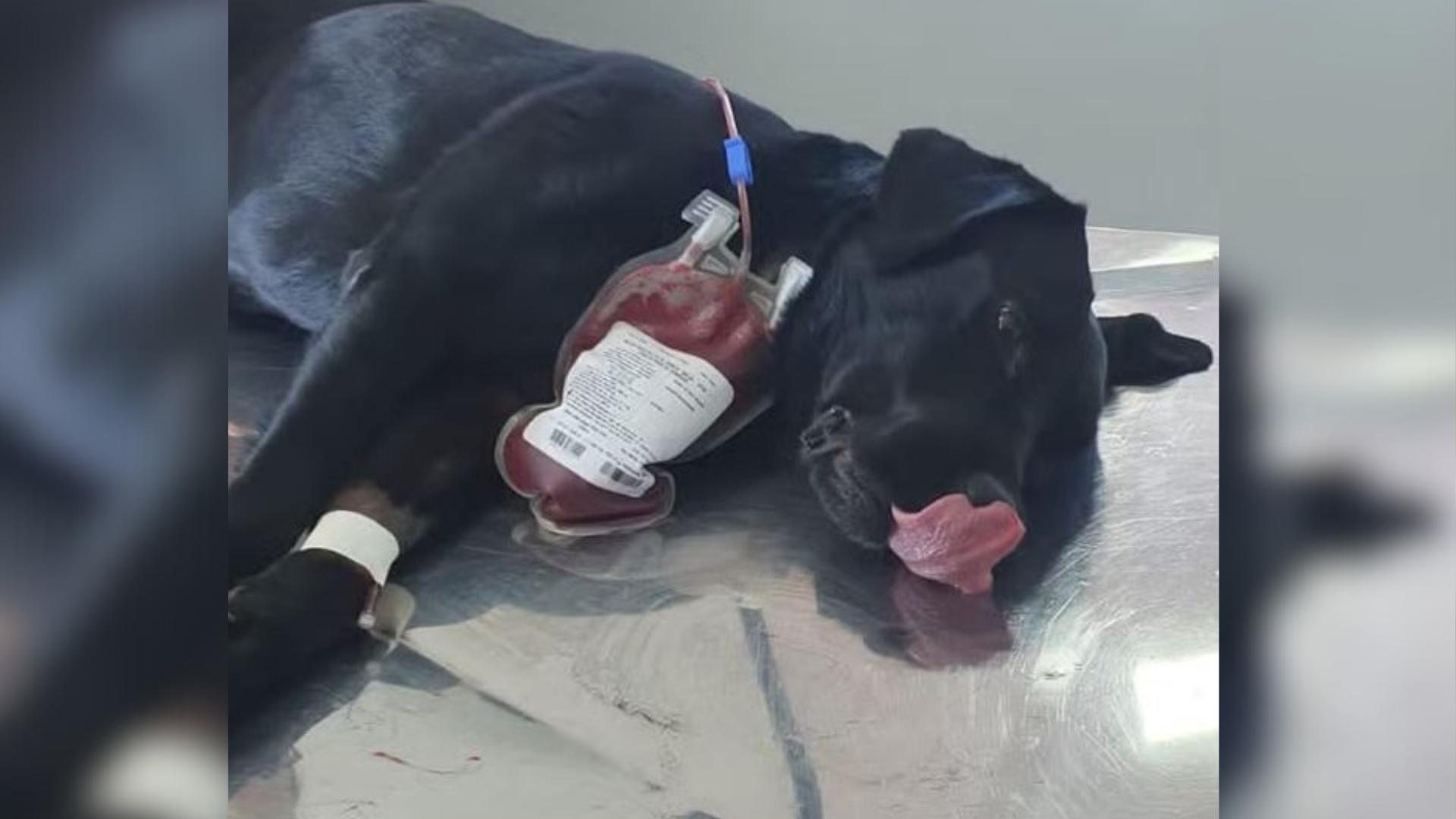 portal plural cachorro doando sangue