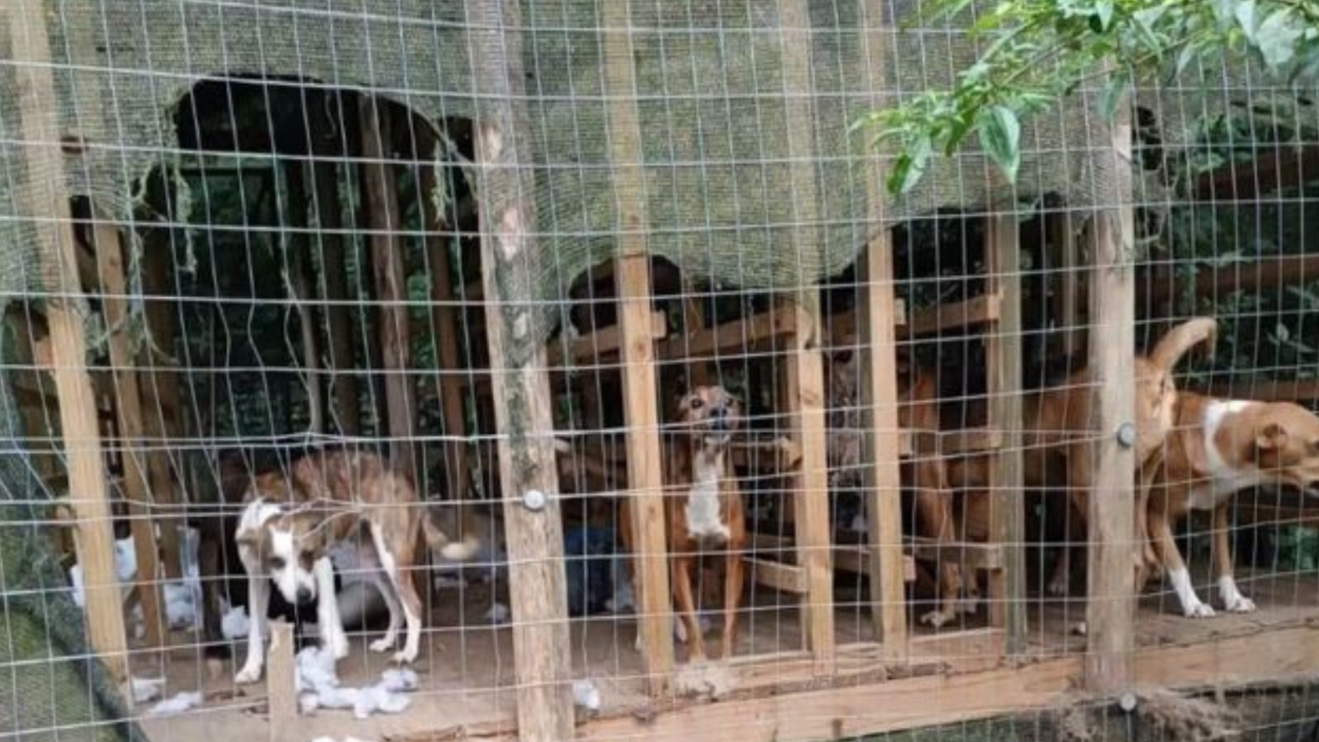 portal plural caes presos