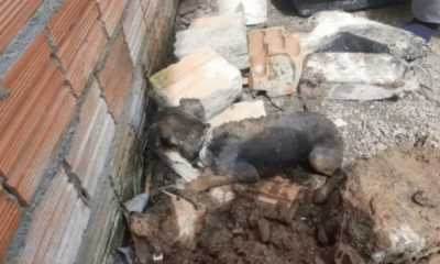 portal plural cachorra