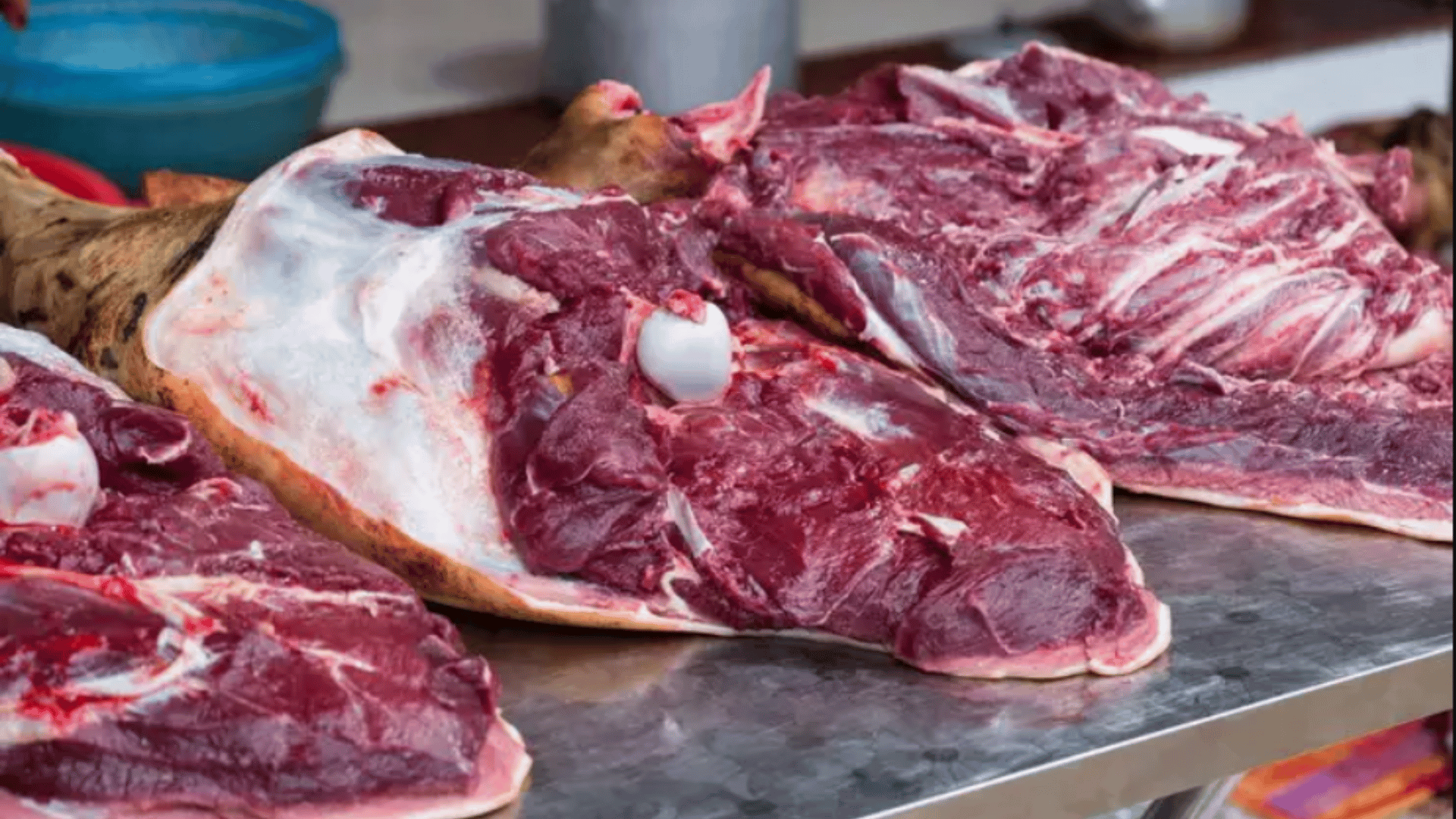 portal plural cachorro