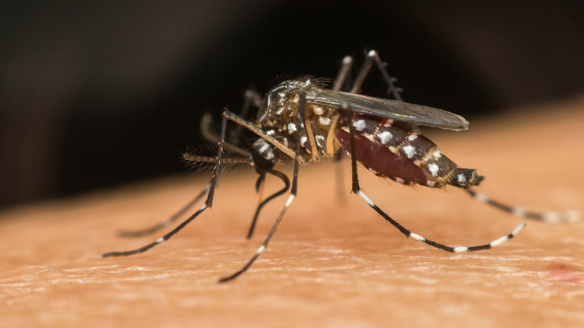 portal plural casos de dengue em 2024 são quase cinco vezes maior comparado ao mesmo período de 2023