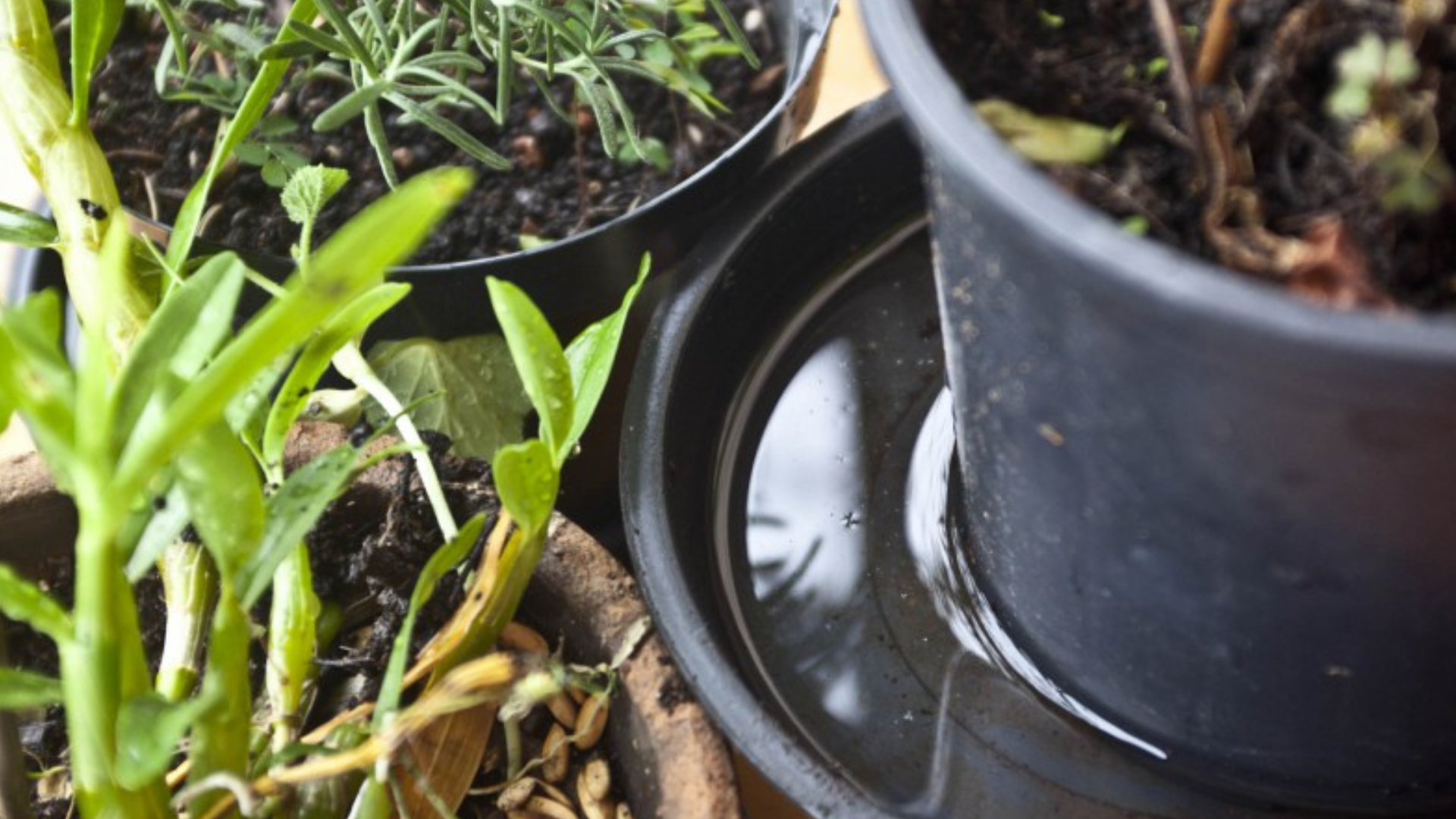 portal plural dengue rs