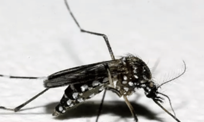 portal plural dengue