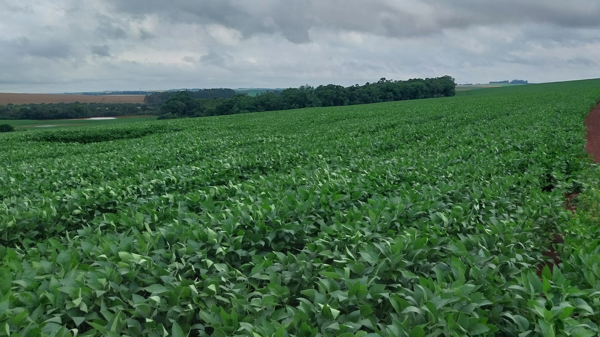 portal plural desenvolvimento da soja no rs é beneficiado pelo clima