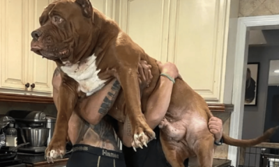 portal plural pitbull