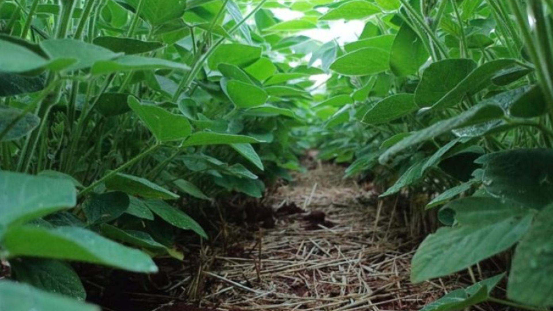 portal plural receita federal (1)