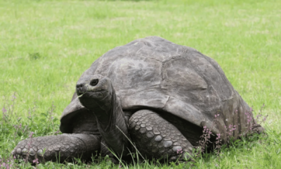 portal plural tartaruga