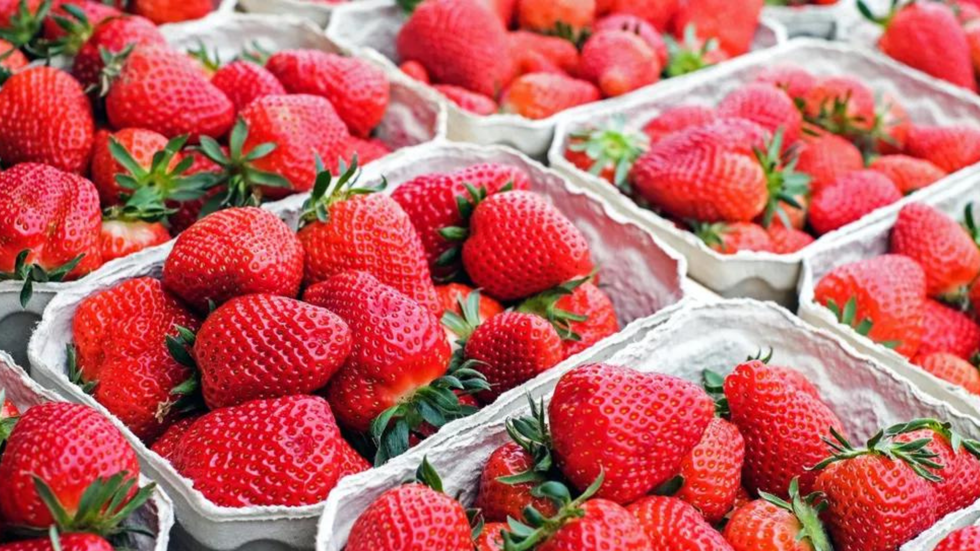 portal plural morango