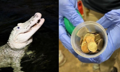 portal plural zoológico dos eua retira 70 moedas do estômago de jacaré