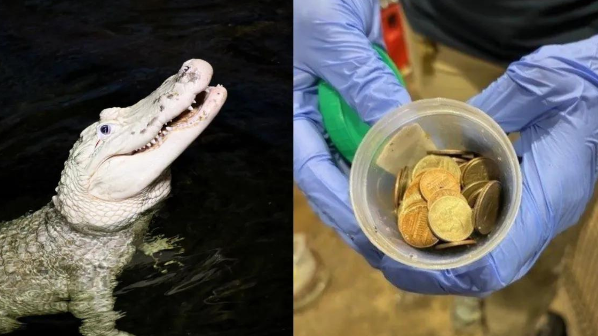 portal plural zoológico dos eua retira 70 moedas do estômago de jacaré