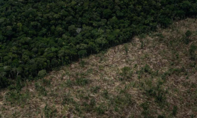 portal plural desmatamento na amazônia