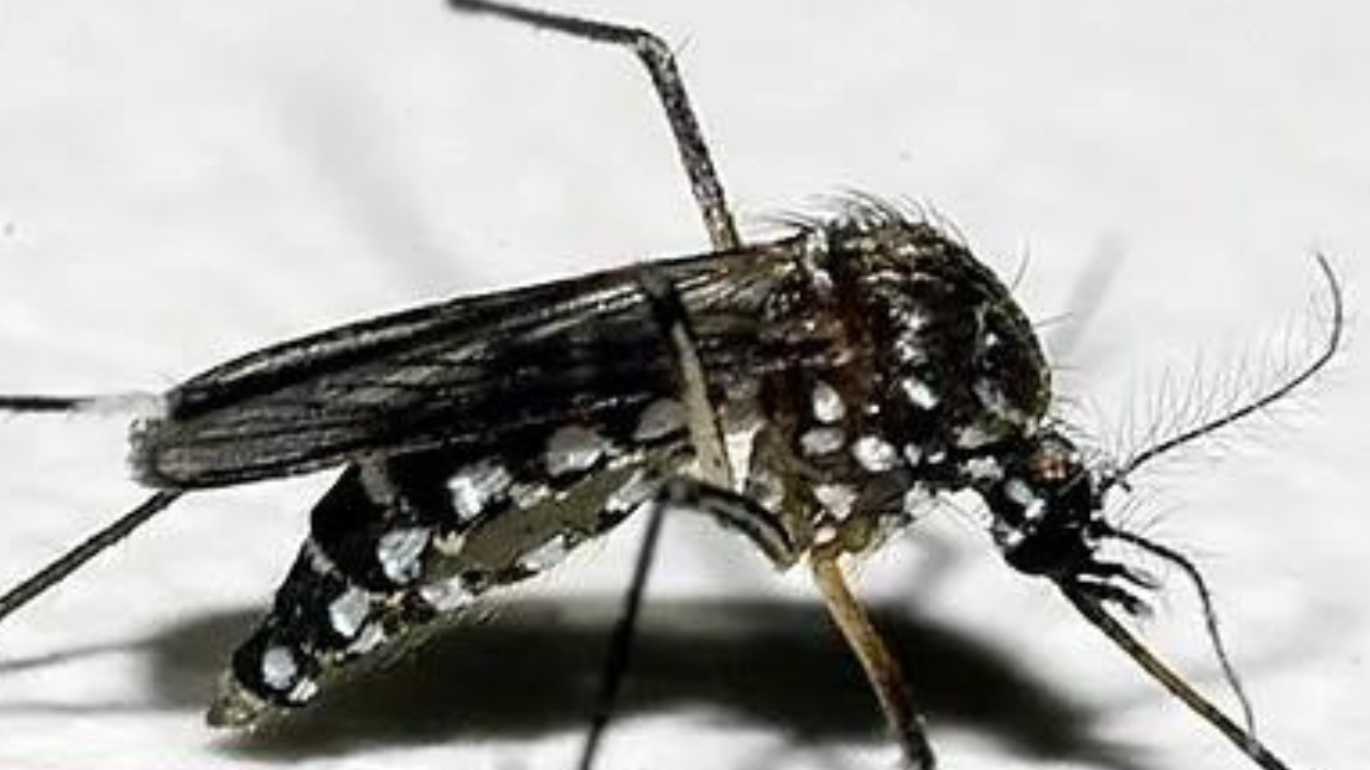 portal plural 5 morte dengue rs