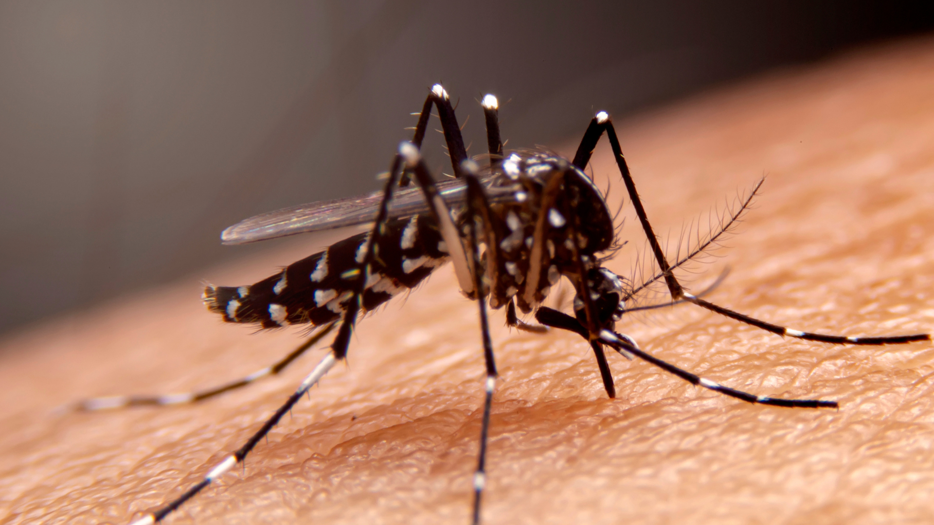 portal plural brasil tem 400 mil casos prováveis de dengue em 2024