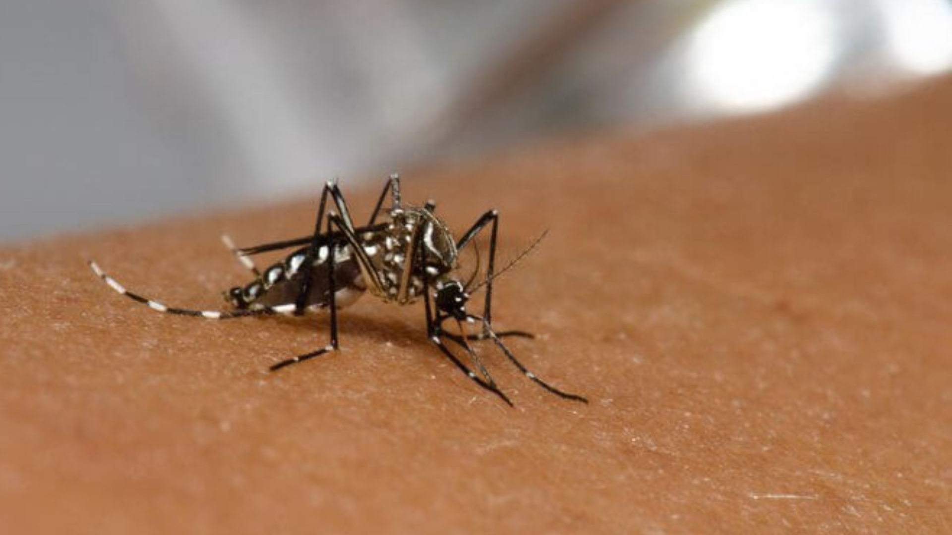 portal plural dengue brasil