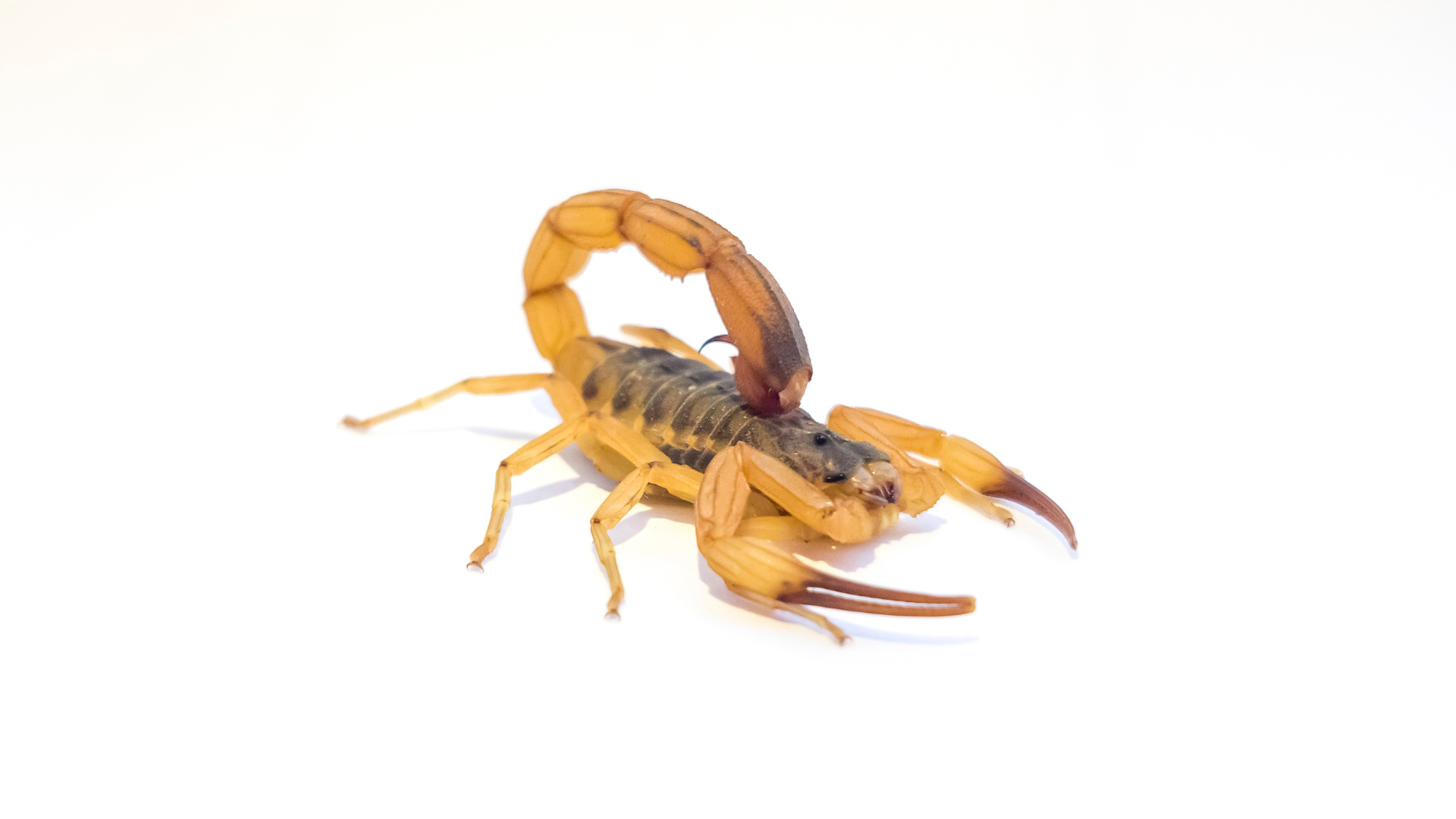 portal plural letal a presença do escorpião amarelo no verão do rio grande do sul, veja riscos e preocupações (1)