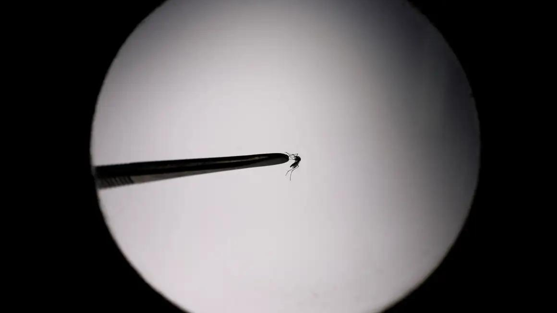 portal plural startup sugere utilização de drones no combate ao mosquito da dengue