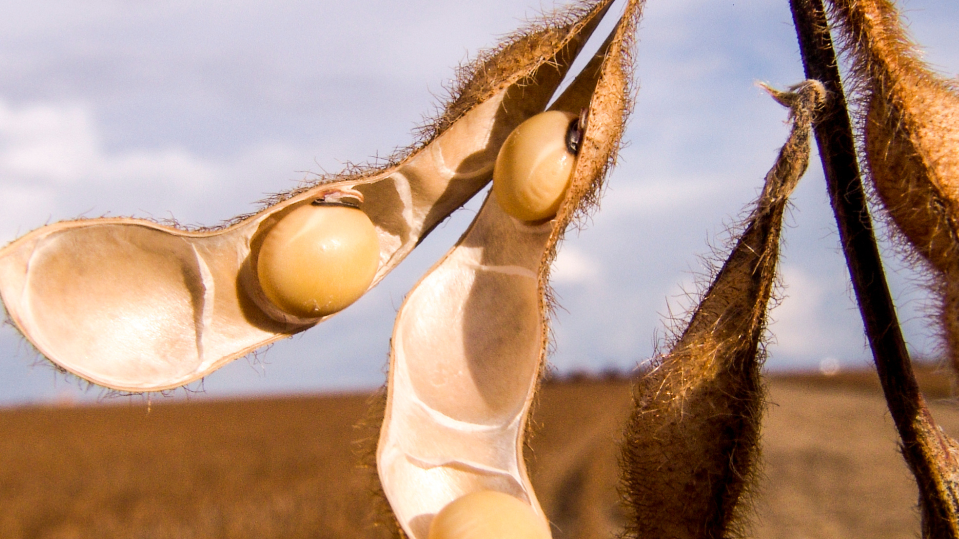 portal plural a câmara dos deputados realizará uma sessão solene em homenagem aos 100 anos do plantio da soja no brasil. a sessão solene celebrará um marco significativo na história agrícola do p