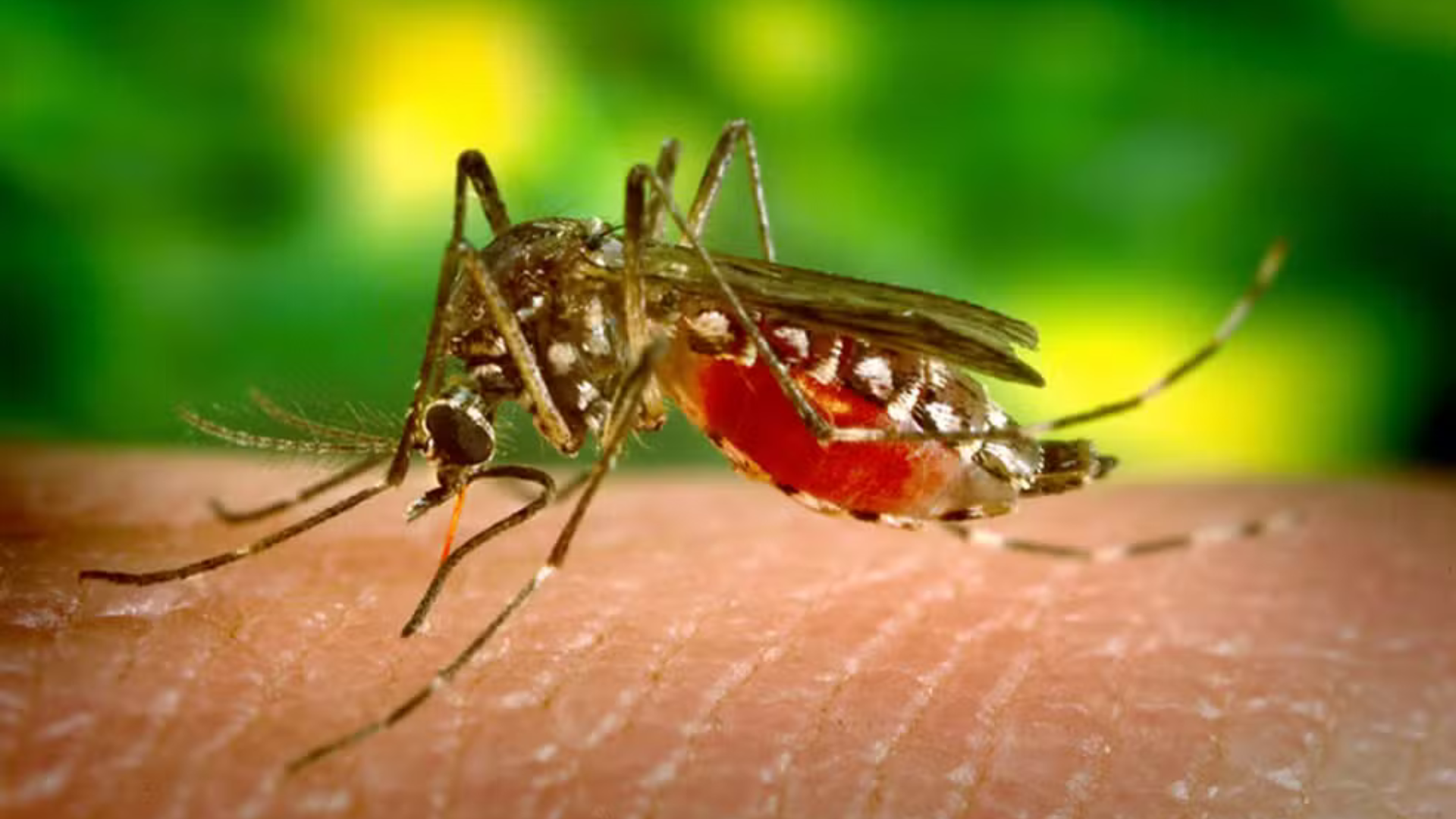 portal plural apenas 6% dos municípios do rs não estão com infestação do aedes aegypti, veja lista